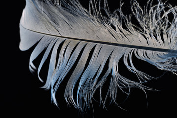 feather on white background, sweden