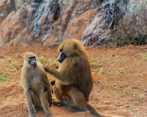 Obraz premium papiones enjoying in their territory