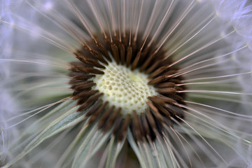 closeup of flower,dandelion, dandelion