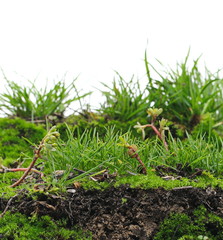 Green grass and moss isolated on white background and texture