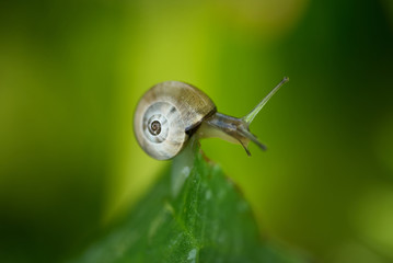 Small snail balancing on a leaf on a green background.