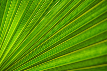 Obraz premium green palm leaf texture for background