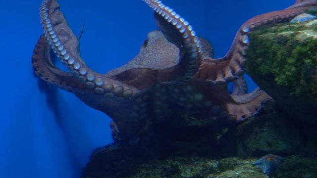 octopus swims in a large aquarium in the aquarium of Moscow