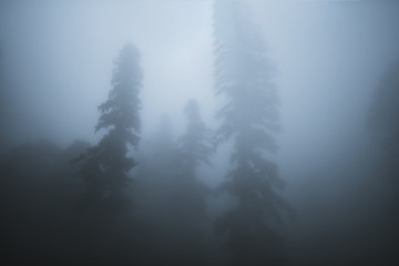 gloomy forest in the fog