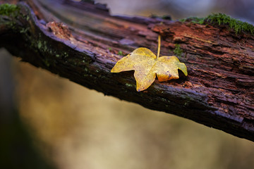 Autumn leaf on a large branch in a forest