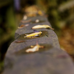 Autumn leaves on a fence shallow depth of field