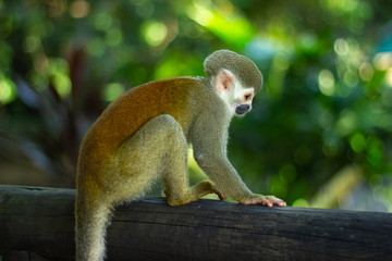 animal monkey