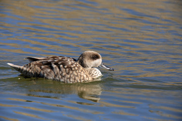 Marbled duck, or marbled teal (Marmaronetta angustirostris) Anatida endangered by swimming
