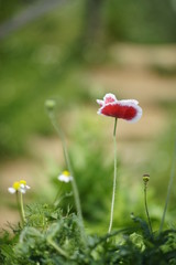 Flower poppy flowering on background with fresh grass