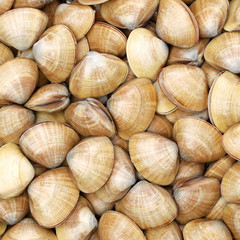 Stacked fresh raw clams background