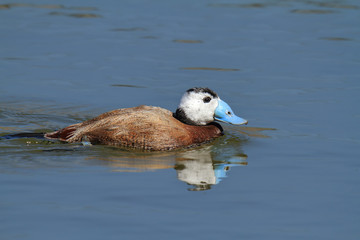 White-headed duck (Oxyura leucocephala) swimming