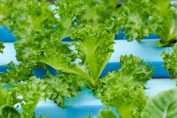 green hydroponic vegetable growing in blue pipe line water feeding system , organic farm
