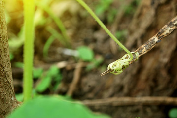 Growth of cucumber plants.Cultivation of Thai Cucumbers.
