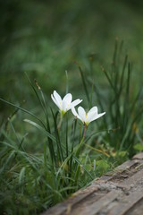 White Flowers in the flower garden background