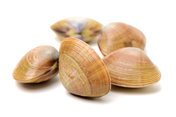 Stacked fresh raw clams on white background