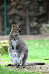 Red-necked wallaby or Bennett's wallaby (Macropus rufogriseus) standing