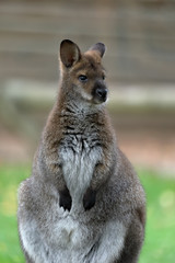 Red-necked wallaby or Bennett's wallaby (Macropus rufogriseus) standing © Ramn