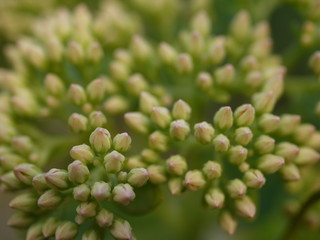 Sedum Dickblatt Knospe und Blüten