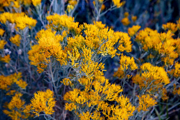 The Nevada Goldenrod plant fill the roadsides at low elevations of Great Basin National Park, Nevada