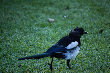 Magpie