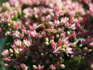 Sedum Dickblatt Knospe und Blüten