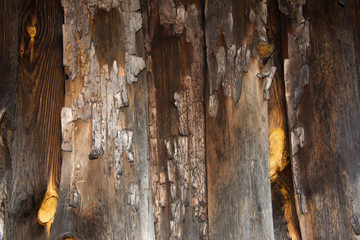 Tree Texture with bark. Background of tree bark, wooden background for web page fill or graphic design.