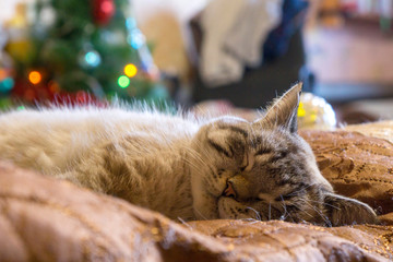 festive cat at christmas overeaten got fat
