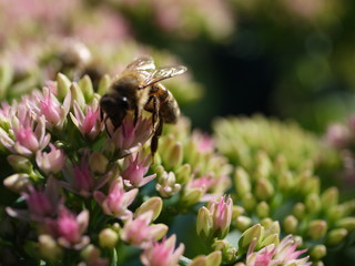 Sedum Dickblatt Knospe und Blüten