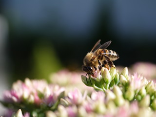 Sedum Dickblatt Knospe und Blüten