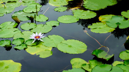 purple lotus with green leaves in the pond background.              