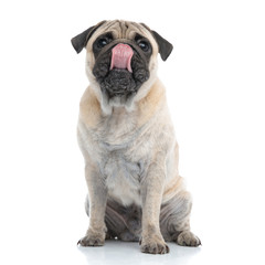 adorable pug looking up and licking nose