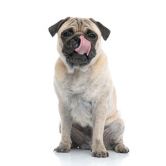 cute pug licking nose and sitting on white background