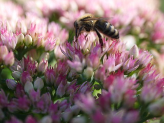 Sedum Dickblatt Knospe und Blüten