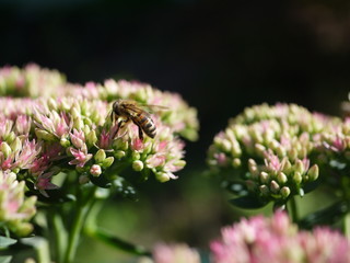 Sedum Dickblatt Knospe und Blüten