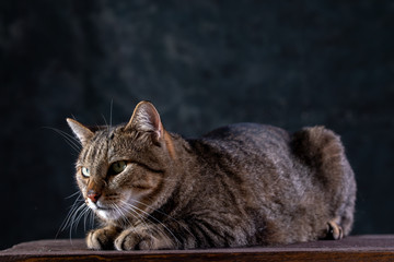 Shorthair gray cat with a big wide face on a black isolated background. A big cat.
