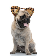 cute pug wearing leopard headband and panting