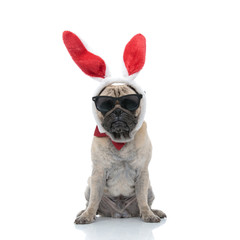 sad pug wearing sunglasses, bunny ears and bowtie