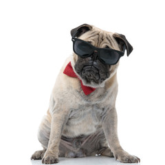 sad pug wearing bowtie and sunglasses