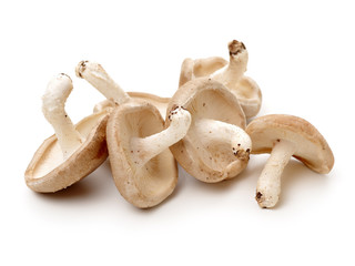 Shiitake mushroom on the White background 