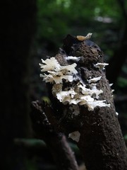 White Tree Fungus in Metropolitan Nationalpark, Panama City