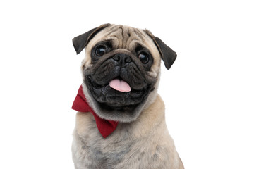 happy pug sticking out tongue and wearing red bowtie