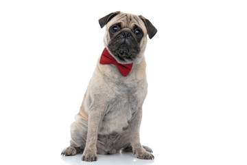 Obraz premium sad pug wearing red bowtie on white background