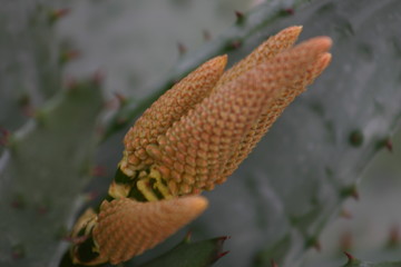 Trees, plants and wild flowers of the island of Crete in Greece
