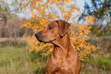 Big brown dog Portrait Rhodesian Ridgeback Close up         