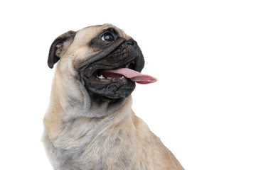 Obraz premium close up of happy pug sticking out tongue and panting