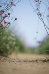 Many green sprout growing from seed ant view