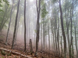 Fog in the beech forest at slope of Chatyrdag, Crimea.