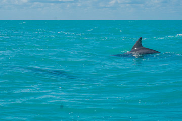 Fototapeta premium Dolphin swimming in beautiful blue caribbean sea