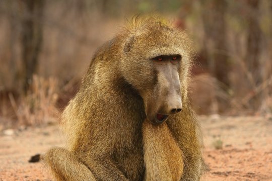 Baboon (Papio ursinus) portrait in Kruger NP siting straight the camera with open mouth. Dry brown background. Calm force. Tooth in mouth.