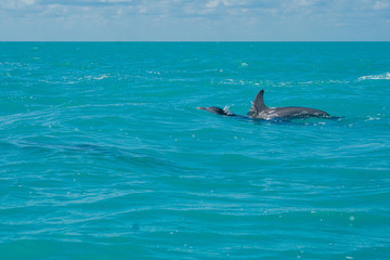Fototapeta premium Dolphin swimming in beautiful blue caribbean sea